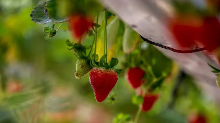 Производители на малини и ягоди от цялата страна излизат на