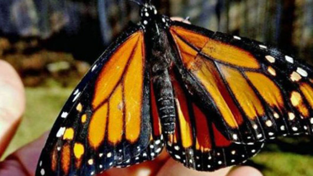 Броят на пеперудите монарх зимуващи в планините на централната част