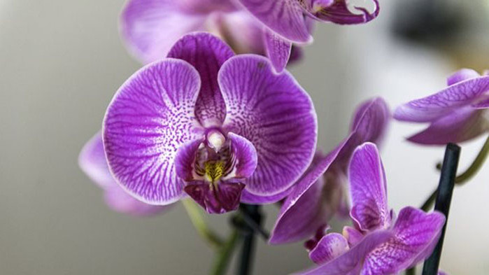 Японски учени са открили нов вид орхидея, чиито нежни розови