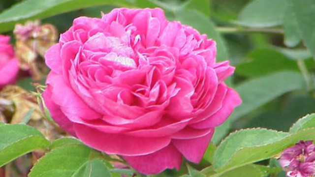 Ароматното вещество на розата балансира имунните реакции