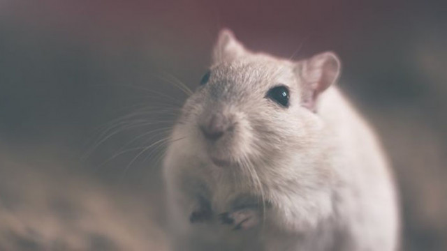 Учени създадоха мишка от две мъжки