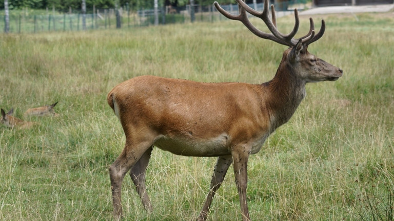 Зърнопроизводителите от Североизточна България си намериха нов враг в лицето на благородните