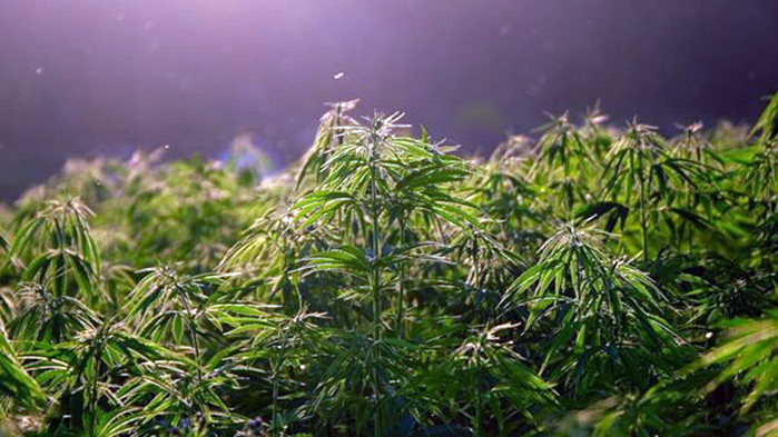 Голяма оранжерия за производство на марихуана е разкрита край сливенското