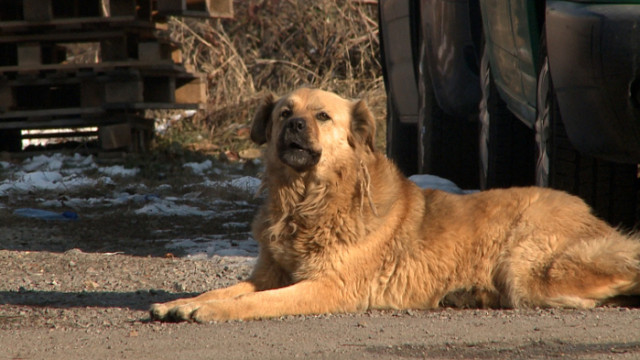 Глутница кучета нападна и уби жена в Долна Оряховица съобщава