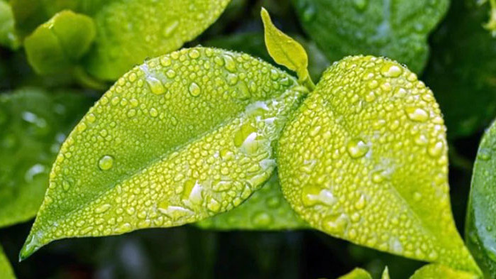 16 области са с жълт код в понеделник за интензивни