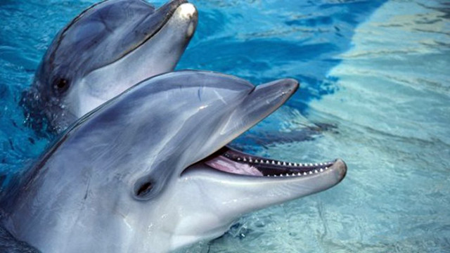 Делфини бяха изхвърлени на плаж в района на град Токио