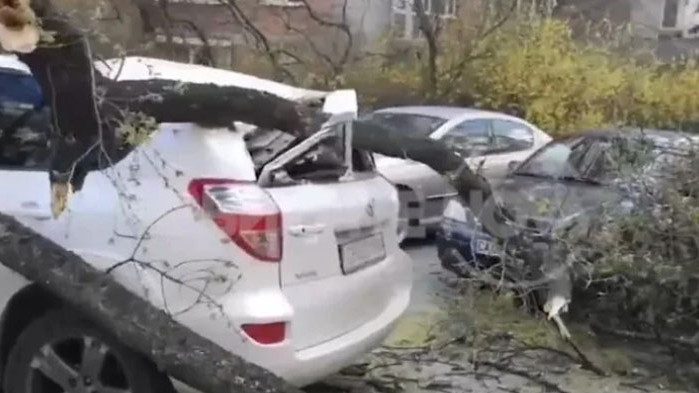 Дърво падна върху кола в София, едвам не рани дете