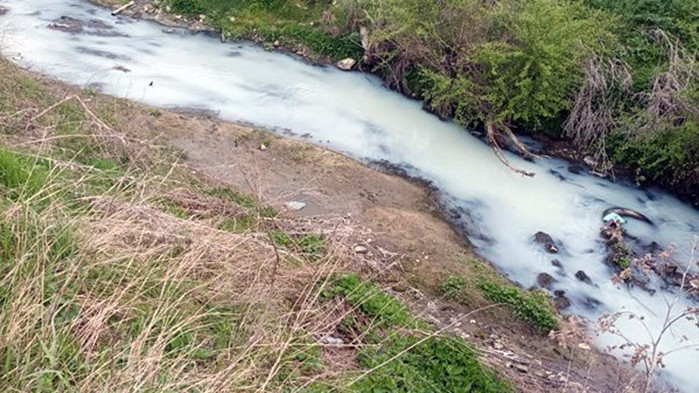 Пълно е с мъртва риба, твърди местен На притеснителна гледка