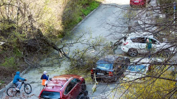 Пострадалите при инцидента с падналото дърво задвижват процедурата и подават