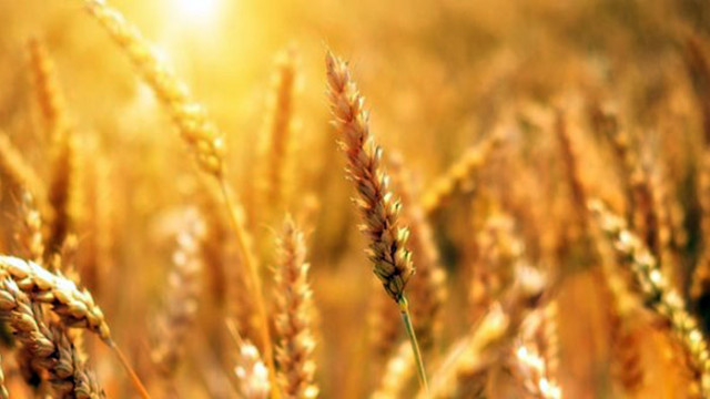 Цените на царевицата слънчогледа и пшеницата са по ниски от