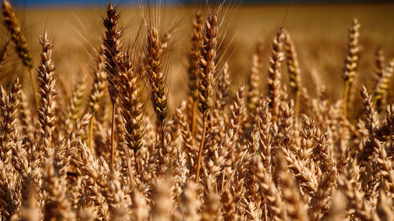 Европейските институции да защитят интереса на българските зърнопроизводители - такъв