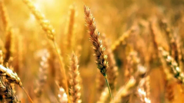 Словакия ще спре временно вноса на зърно и други избрани