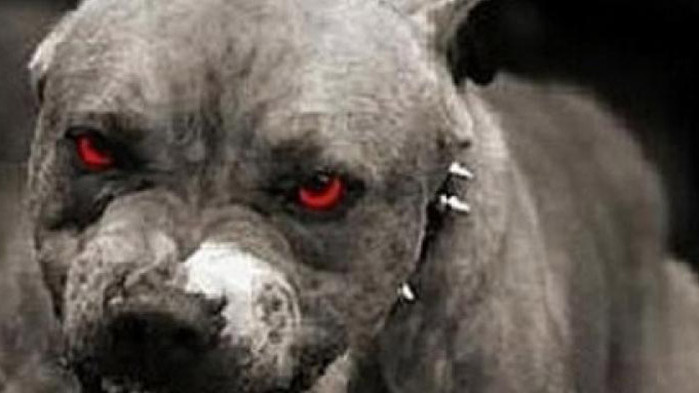 Куче нахапа до смърт стопанина си в София, съобщава bTV. Инцидентът