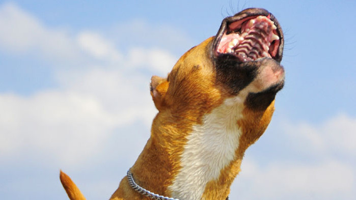 Зоопсихолог: Няма добри или лоши кучета, всичко е до възпитание