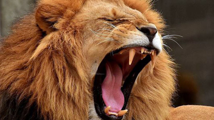 30 лъва избягаха от резерват в Судан. Дивите животни са