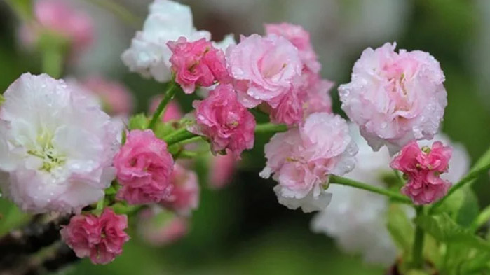 В последните дни на април времето ще остане нестабилно, с