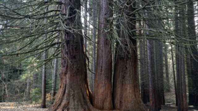 У нас има 3 вековни дървета, но малцина знаят за тях