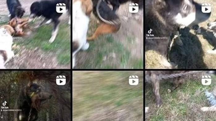 Полиция и прокуратура проверява клип, на който са снимани кучешки