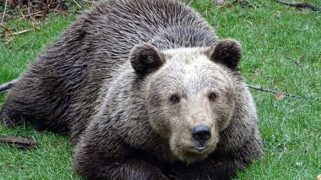 Международен екип от ветеринарни лекари извършва прегледи на мечките в