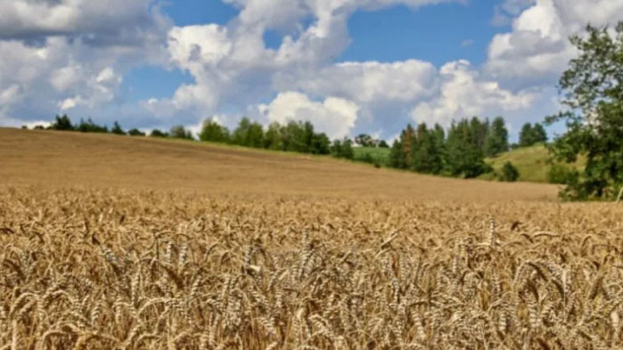 Официално: ЕК забрани вноса на зърнени продукти от Украйна в 5 държави, включително България