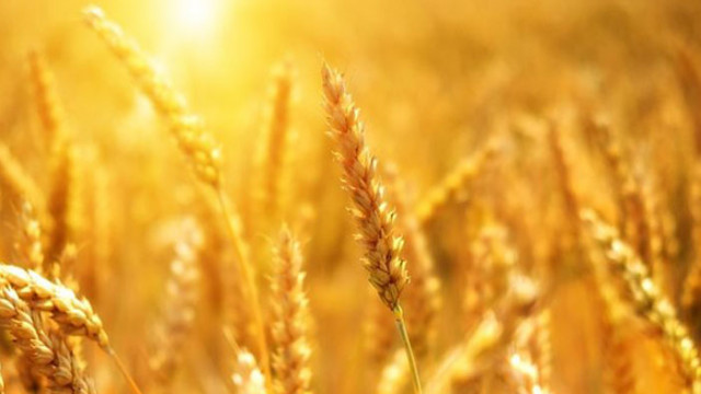 Русия продължава преговорите с ООН за зърнената сделка