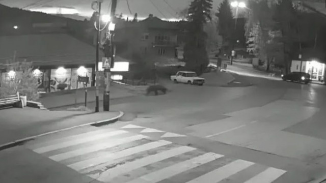 Най вероятно мечето е било уплашено или е слязло да търси