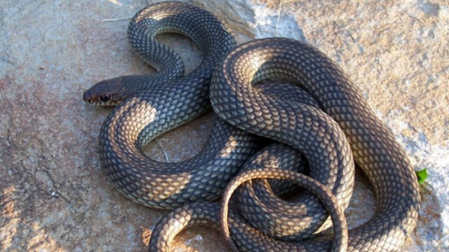 Фобията от змии наречена офиофобия засяга всеки трети сред възрастното