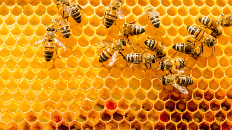Масов мор на пчели във Врачанско