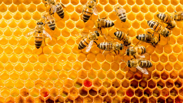 Масов мор на пчели във Врачанско  За това алармират пчелари от