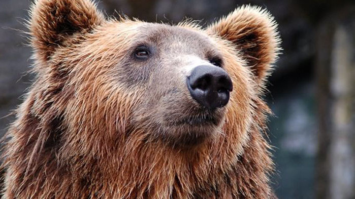 Среднощни патрули пазят жители на Халкидики поради страх от мечка