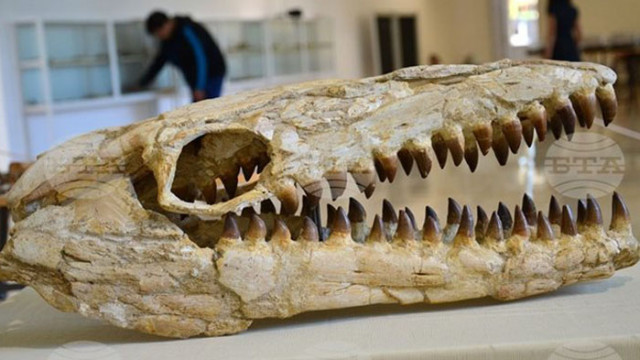 Череп на мозозавър челюсти от древни котки акули китове и