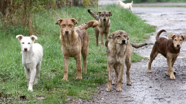 Бездомните кучета в България са 35 020