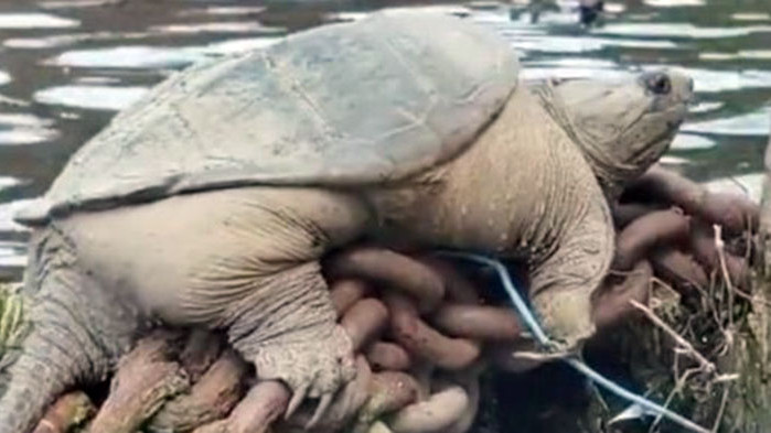 Видео на костенурка в Чикаго, която си спечели прякора Дебелозавър,