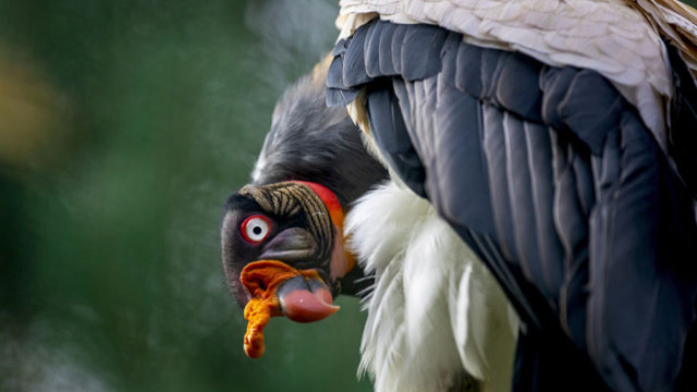 10 от най-опасните и странни птици на света