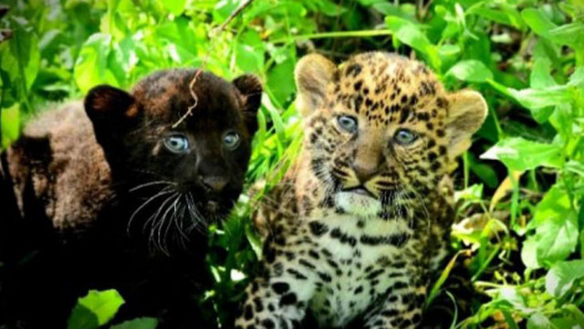 Две леопардчета са се родили във варненския зоопарк За това