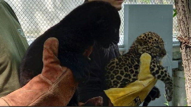 В Зоокъта във Варна показаха новородените леопардчета