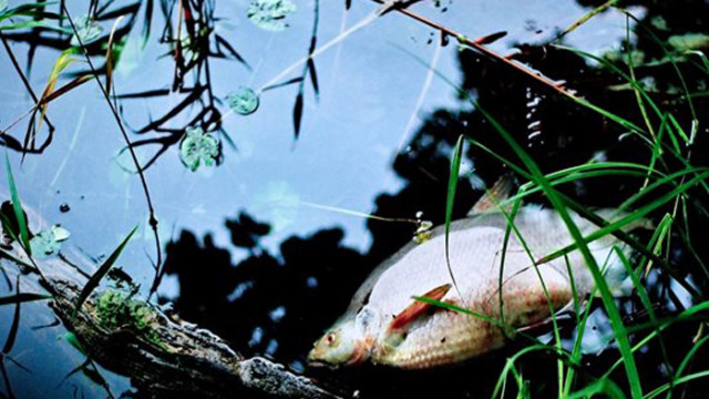 Голямо количество мъртва риба изплува в река Мочурица край селата