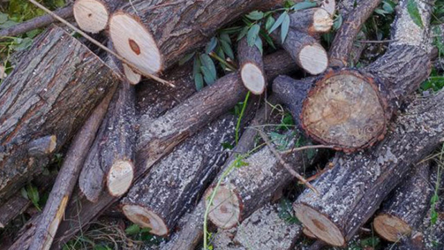 Полицията в Разлог издирва кой отряза незаконно 115 броя дървета
