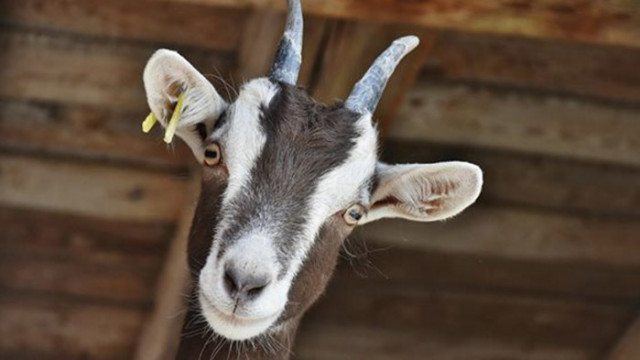 В Калифорния ще ползват кози, за да предотвратяват горски пожари