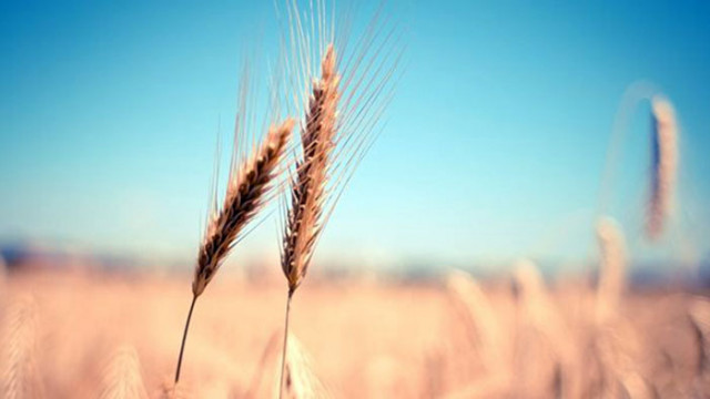 Русия не вижда никакви перспективи за удължаване на зърнената сделка