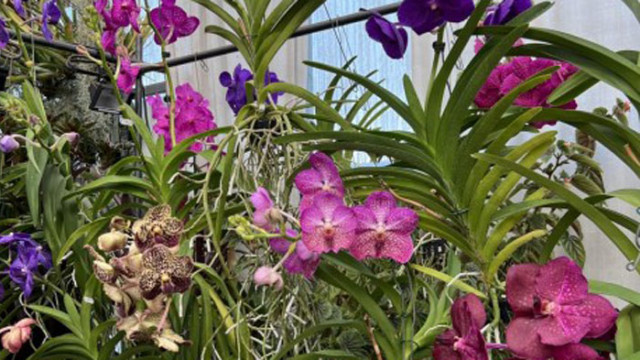 Едни от най изумителните орхидеи – вандите ще бъдат представени в