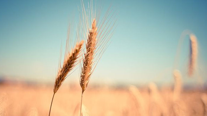 Срокът на забрана за внос на пшеница, царевица, рапица и