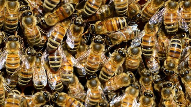 Мъж оцеля след повече от 250 ужилвания от пчели убийци