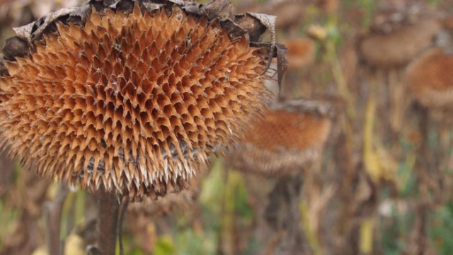Цените на основните стоки остават без промяна през изминалата седмица На Софийската