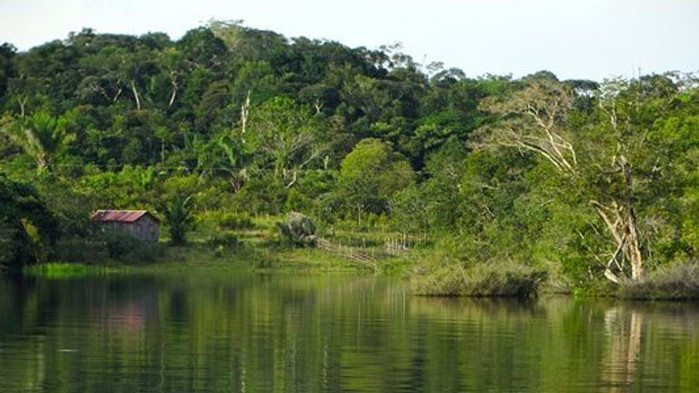 Четирите деца, които оцеляха след 40 дни сами в джунглата