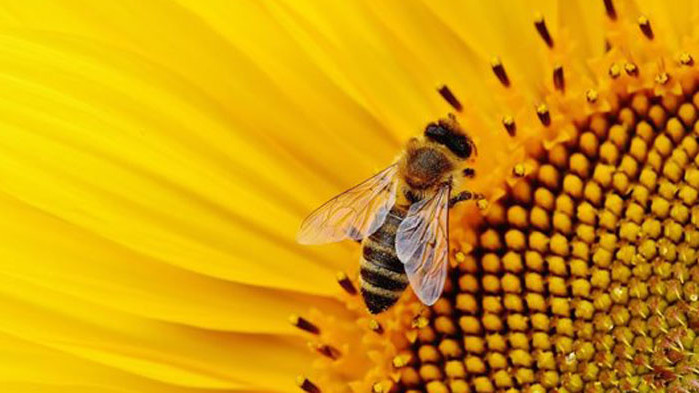 Насекомите, чието ухапване най-често води до алергична реакция, са пчели,