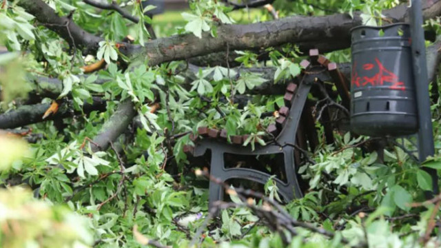 Дърво падна и рани тийнейджърка в София