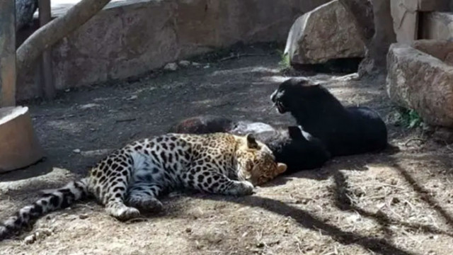 Леопард е избягал от клетката си в зоопарка в Стара