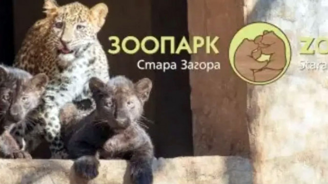 Наказват служителите в зоопарка в Стара Загора след бягството на леопарда Данте