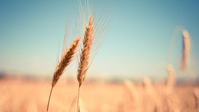 Цените на основните зърнени стоки на световните борсови пазари се